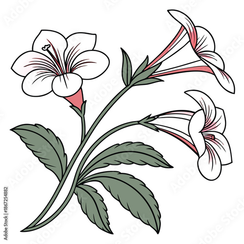 Stylized Torenia Flowers with White Pink Trumpet Petals