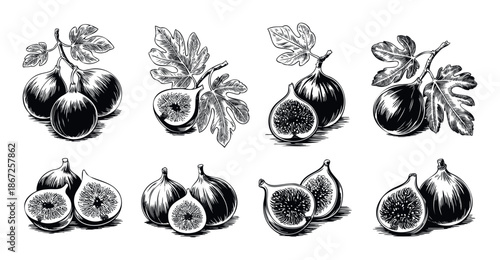 Black and white vintage style botanical illustrations of fresh figs with leaves and branches perfect for healthy eating blogs or organic food packaging designs