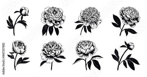 Elegant monochrome peony flower botanical drawings with delicate petals and foliage, perfect for print media, fabric printing, wedding invitations, greeting cards, and floral themed projects