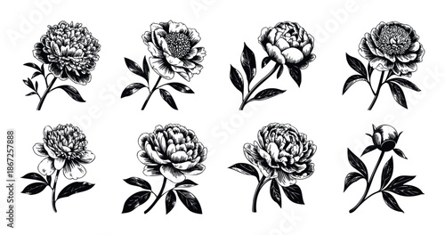 Detailed handdrawn peony flowers and buds in various blooming stages perfect for botanical prints logo designs and natural themed branding materials