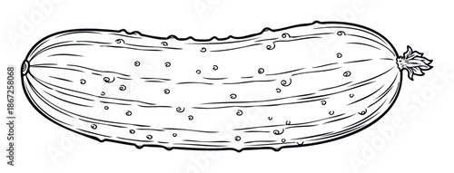 Fresh elongated vegetable sketch illustrating a bumpy cucumber, ideal for cooking education materials, healthy eating blogs, and natural produce market branding.
