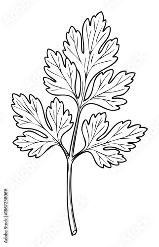 Stylized outline drawing of a fresh parsley leaf, ideal for educational resources, healthy lifestyle content, cooking recipes, and natural food branding materials.