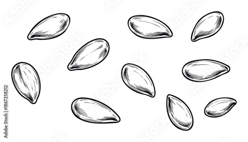 Engraved style monochrome botanical illustration of scattered oval seeds suitable for agricultural content, natural ingredient packaging, educational resources, health food promotion, and