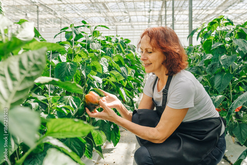 A woman in an apron, a greenhouse worker, harvests ripe red bell peppers during harvest season. A female farmer works in the planting area. Growing healthy food to prevent world hunger.