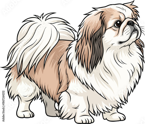 Pekingese dog standing attentive looking away cute pose