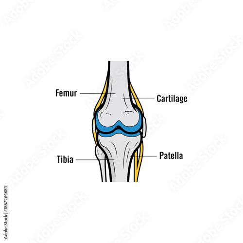 Human Knee Joint Anatomy Diagram Illustration.