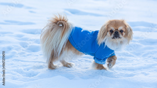 Foto Small Dog Wearing Winter Clothes Playing in Snow on a Cold Sunny Day