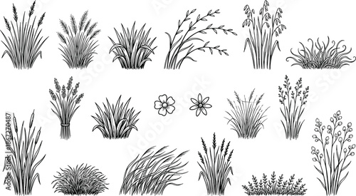 Black wild grass silhouettes bundle, cattail reed collection, meadow plant icons, botanical vector elements, fern leaf foliage, swamp