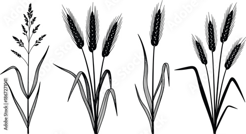 Black silhouette of wheat stalks, barley, and cereal grain plants isolated on white background for agricultural harvest landscape design elements.