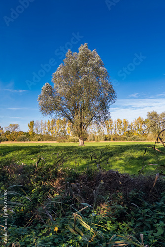 Silber-Weide (Salix Alba), im Herbst, Senne, Bielefeld, Nordrhein-Westfalen
