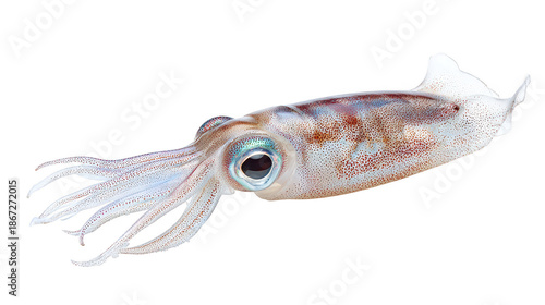 Deep sea squid displays long tentacles and large eye underwater view of squid showing long tentacles and large eye