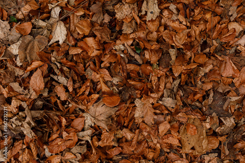 Close-up of fallen autumn l...