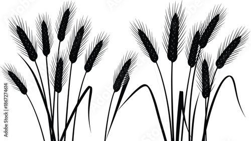 Black silhouette of wheat stalks and barley ears grain cereal plant isolated on white background, agriculture harvest nature vector illustration.