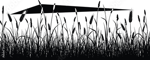 Black silhouette of meadow grass and wild field plants border isolated on white background, nature greenery botanical landscape vector illustration.