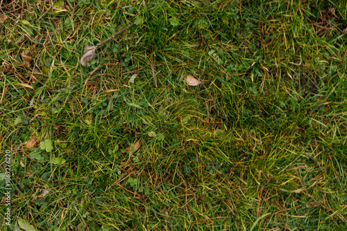 Detailed shot of green gras...