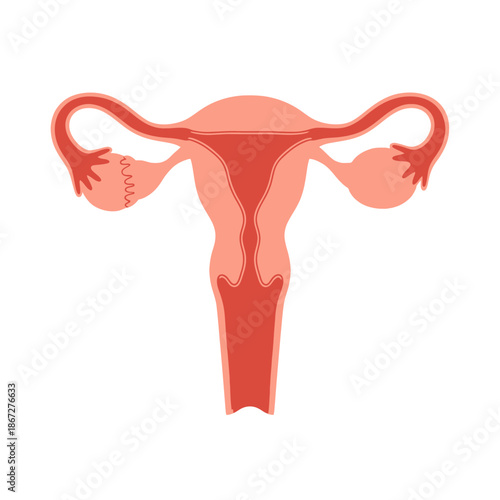 Human female reproductive system anatomy, uterus, ovaries, fallopian tubes, medical illustration