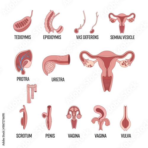 Male and Female Reproductive System Anatomy Diagrams: Detailed Illustration