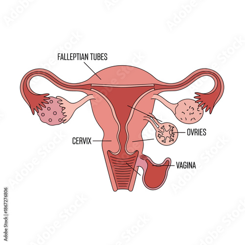 Female Reproductive System Anatomy Diagram - Uterus, Ovaries, Fallopian Tubes, Cervix, Vagina