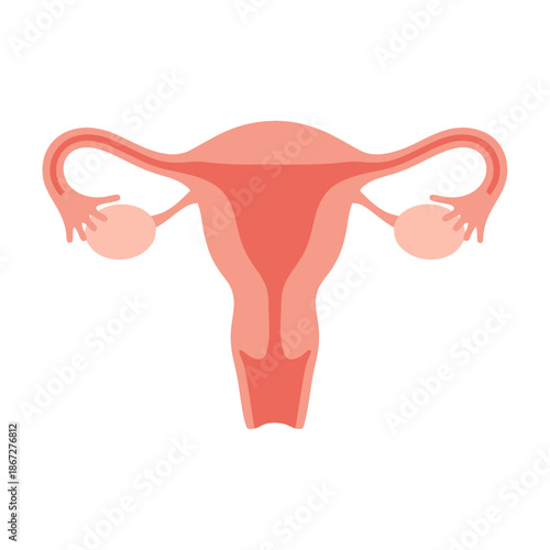 Female Reproductive System Anatomy Illustration - Uterus, Ovaries, Fallopian Tubes