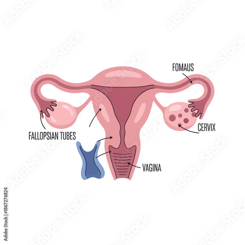 Human Female Reproductive System Anatomy Diagram - Uterus, Ovaries, Fallopian Tubes, Cervix, Vagina