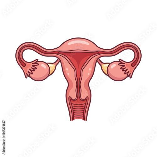 Female Reproductive System Anatomy Diagram - Uterus, Ovaries, Fallopian Tubes