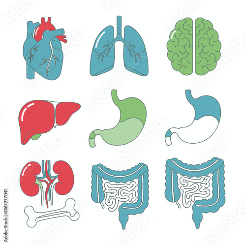 Human Organ Anatomy Icons: Heart, Lungs, Brain, Liver, Stomach, Kidneys, Intestines, Bone