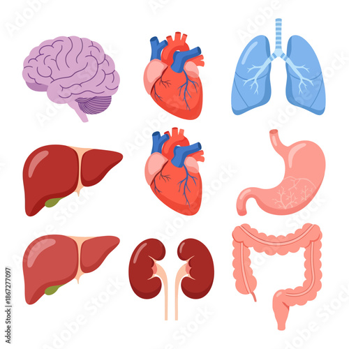 Human Organs Collection: Brain, Heart, Lungs, Liver, Stomach, Kidneys, Intestines
