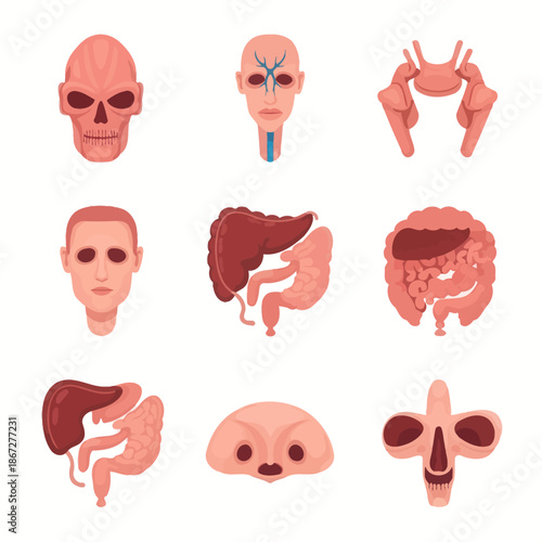 Human Anatomy Icons: Skull, Brain, Organs, Face - Medical Vector Set