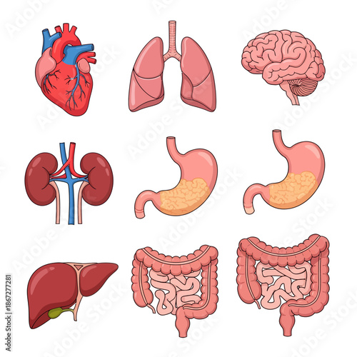 Human Anatomy Organ Set: Heart, Lungs, Brain, Kidneys, Stomach, Liver, Intestines