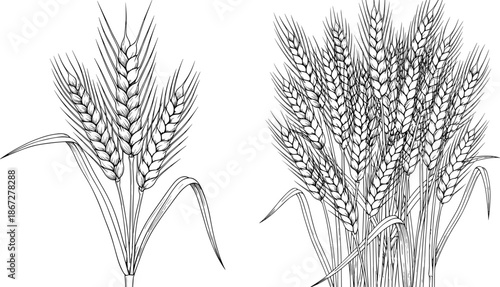 Hand Drawn Engraving Style Wheat Ears and Barley Stalks Illustration Set Isolated on White Background for Bakery and Agriculture Design