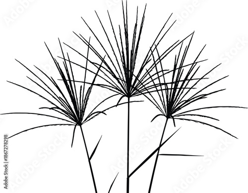 Black Silhouette of Papyrus Sedge Plants with Long Thin Leaves and Stems Isolated on White Background for Minimalist Nature Design