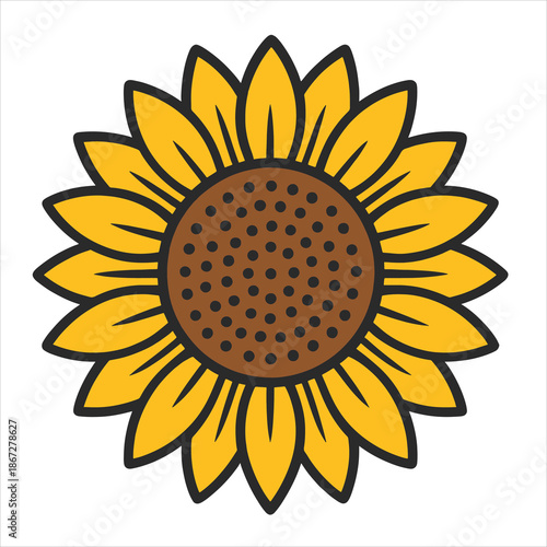 sunflower vector illustration
