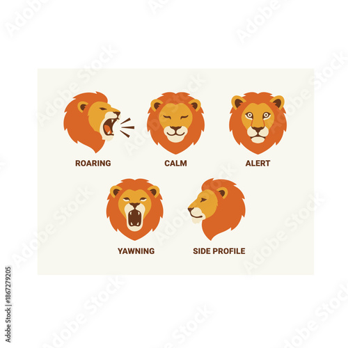 Lion Heads Different Emotions.