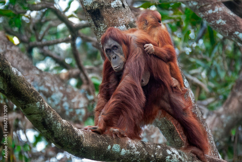 Orang outan avec son bébé sur les épaules - Pongo pygmaeus - sur une branche d'arbre dans la forêt
