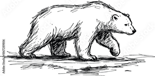 Polar Bear Walking Sketch Hand Drawn Vector Illustration of Wildlife Animal in Black Ink Style