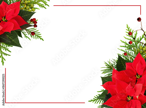Christmas poinsettia flower...