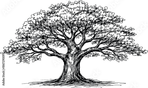 Black and White Vector Illustration of a Large Tree Hand Drawn Ink Sketch Engraving Style