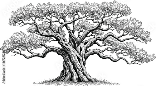 Detailed hand drawn oak tree illustration, ancient spreading tree with twisted branches and rich foliage, black and white botanical line art isolated