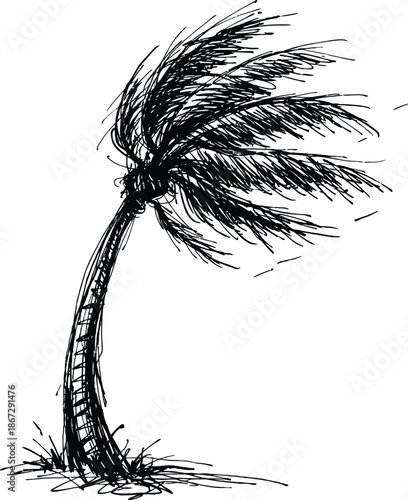 Palm tree sketch bent by strong wind black and white hand drawn vector illustration of tropical natural disaster or hurricane