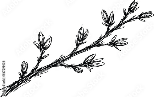 Hand drawn sketch of spring branch with buds Doodle vector illustration Black and white botanical twig outline