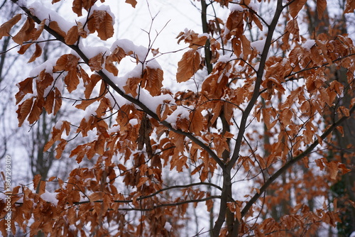 Nahaufnahme einer jungen Rotbuche mit braunen Blättern und Schnee im Winter