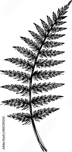 Hand Drawn Black and White Fern Leaf Illustration Botanical Sketch