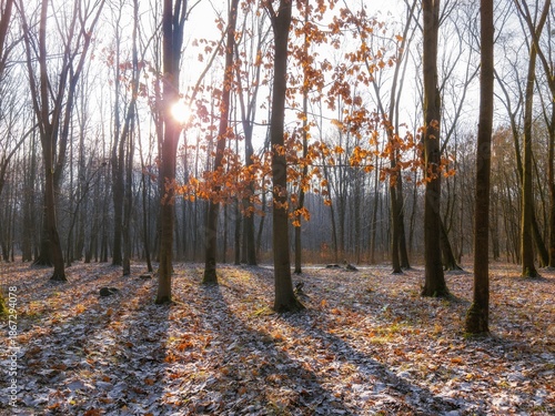 Bare trees illuminated by the morning sun. Autumn forest with fallen leaves. Beautiful November landscape.