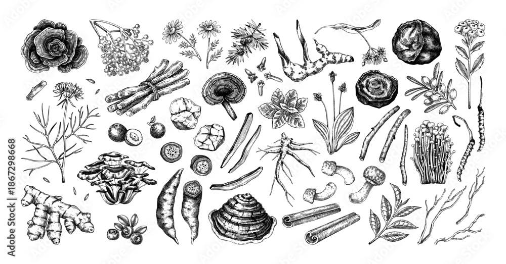 Obraz premium Vintage apothecary, traditional medicine ingredients set. Medicinal herbs, roots, mushrooms hand drawn vector illustration in sketch style. NOT AI generated. 