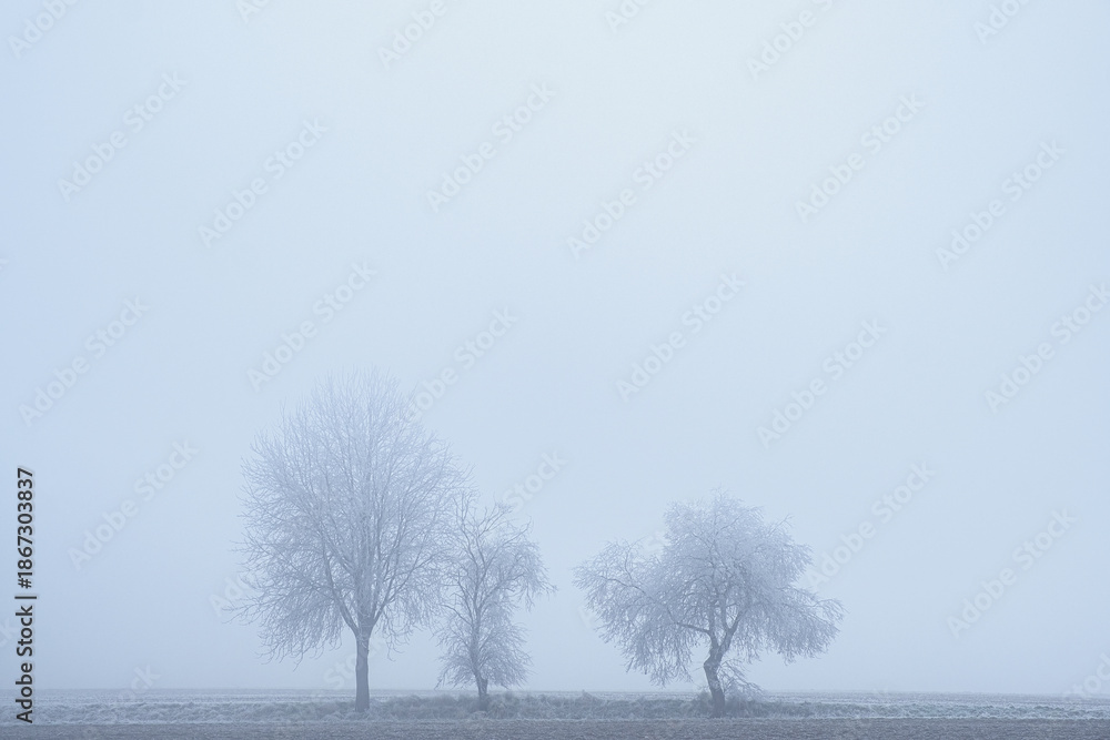 Obraz premium Trees, bushes, and meadows covered in hoarfrost on a foggy winter day in the Lower Taunus Mountains.