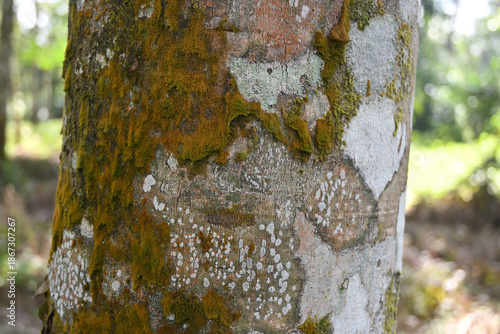 View of a trunk of a rubber tree that is covered in pogonatum, lichens, and algae