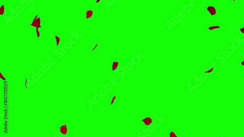 Falling red rose petals motion graphics with green screen background