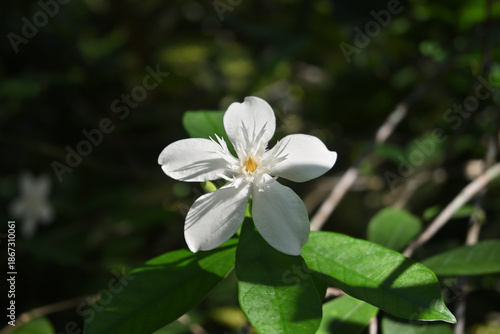 View of a coral swirl flower blooming on a twig while facing rays of sunlight