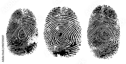 Detailed vector ink impressions display the unique whorls and ridges of human fingerprints used for biometric security.