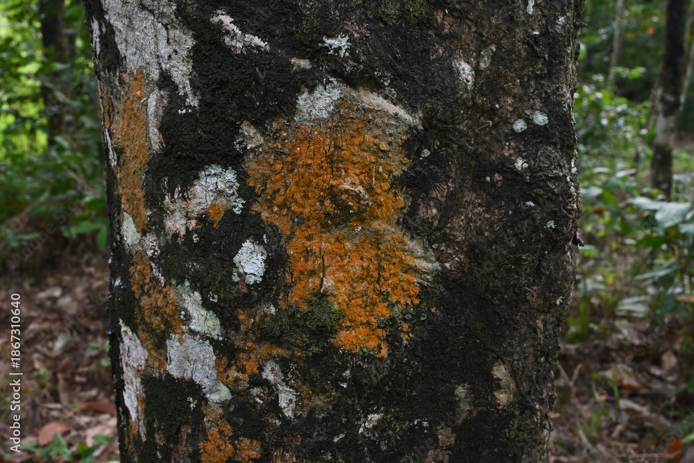Fototapeta premium View of orange color lichen growing on an aged rubber tree trunk